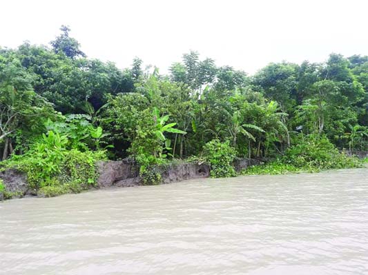 BANARIPARA (Barishla): Sandha River erosion has taken a serious turn at Banaripara Upazila . This picture was taken yesterday.
