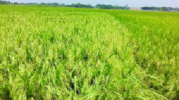 DUPCHANCHIA (Bogura): A view of Boro paddy field at Gunaher Village in Dupchanchia Upazila predicts bumper production.