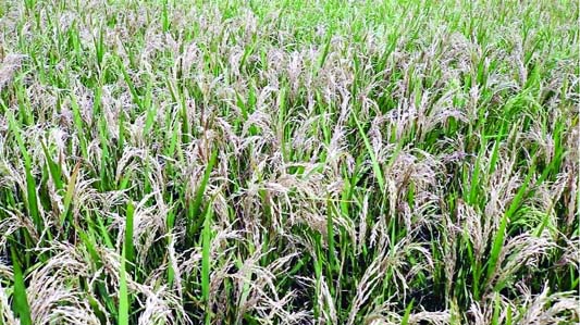 NAOGAON: The Brri 63 paddy on hundred bigh as of land at Mandha Upazila turns Chita (rice containing no substance) causing huge loss to farmers of the district this season. This snap was taken from Moinam Villlage yesterday.