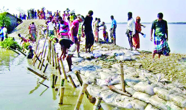 Local people of Betkashi union under Koira upazila in Khulna district are repairing a Cross Dam at Kopotaksha River at their own initiatives on Friday to face possible breach in Dam.