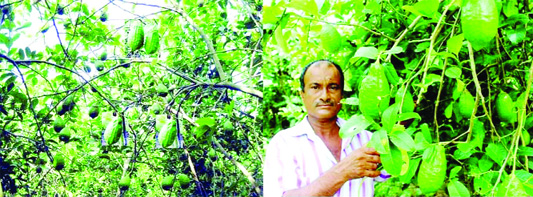 NARSINGDI: Farmer Yunus Mia taking care of lemon garden at Char Alginagar Village .