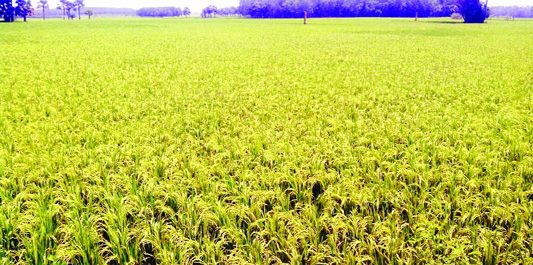 RANGPUR: The Boro paddy is becoming ready for harvesting on a vast tract of crop field at Badarganj Upazila predicting its bumper production in the district as elsewhere in Rangpur agriculture region this season.