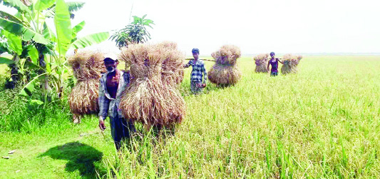 NAOGAN : Farmers harvesting half-ripe paddy at Manda Upazila in the district as cyclone Fani may hit . This picture was taken yesterday .