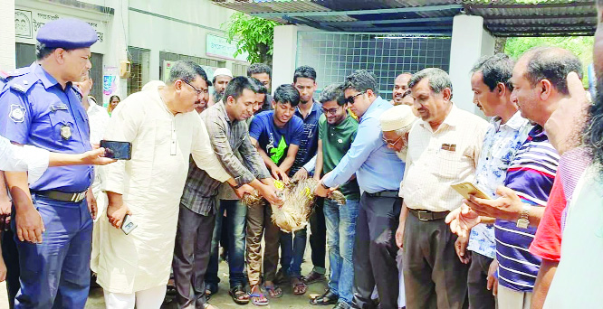 SAIDPUR(Nilphamari): A vulture was freed at Saidpur Upazila premises after completing intensive care and treatment yesterday. SM Golam Kibriya, UNO and Moksedul Momin, Chairman of the Upazila supervised the initiative.
