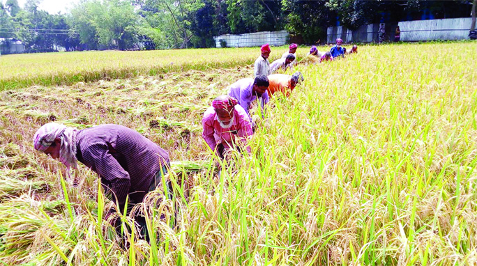 KURIGRAM: Farmers in Kurigram passing busy time in harvesting Irri- Boro paddy. This snap was taken from Dhamsrani area in Ulipur Upazila on Tuesday.