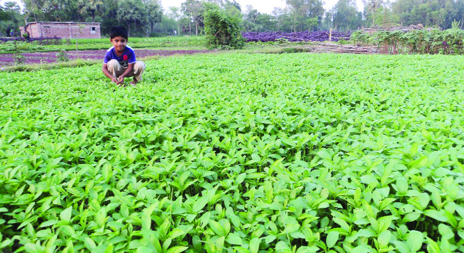 DUPCHANCHIA (Bogura): A jute field at Dupchanchia Upazila predicts bumper production of crop this season.