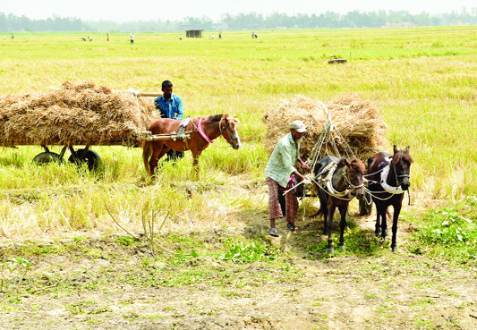 BOGURA: Farmers taking harvested Boro paddy to their home amid festivity . This picture was taken from Nandigram yesterday .