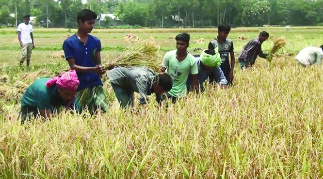 TANGAIL: Students cutting ripe paddy of farmer Abdul Malek Sikder at Kalihati on Wednesday who attempted to blaze his field being frustrated with labourersâ€™ crisis, high wages and low price of paddy on Sunday.