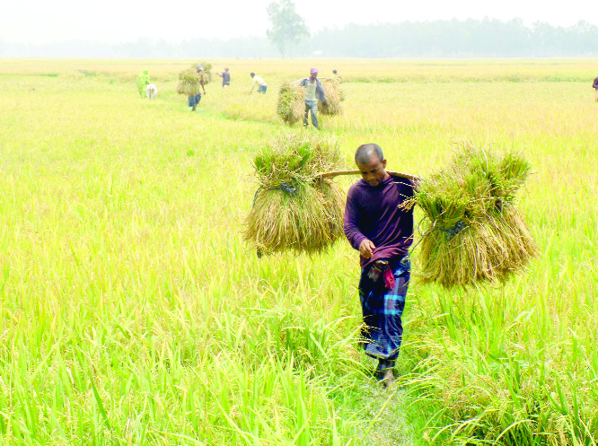 DINAJPUR(South): Lobourers from different areas harvesting Boro Paddy at Fulbari Upazila due to labour crisis on Sunday.