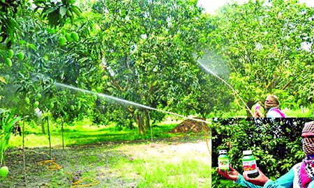 Poisonous chemicals are being sprayed at the mangoes in trees for early state of the fruit to get more profits. This photo was taken on Tuesday from Charghat upazila in Rajshahi district.