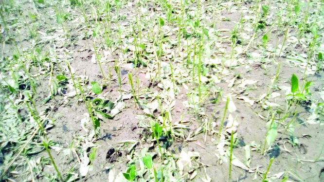 SAGHATA(Gaibandha): Tender Jute fields at Saghata Upazila have been badly damaged by Nor'wester on Saturday.