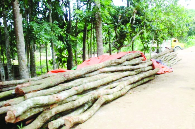KAPASIA(Gazipur): Illegally cut Gazari trees were seized at Kapasia Upazila on Friday.