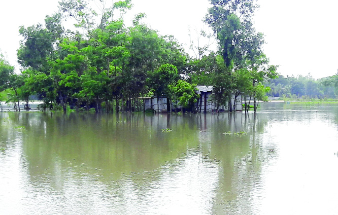 MOULVIBAZAR: Aus paddy field and dwelling houses at Roghunathpur village have been submerged by heavy rainfall recently.