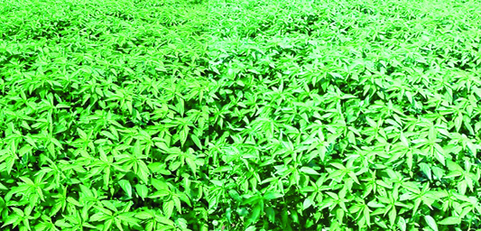 RANGPUR: The tender jute plants are growing superbly on crop fields amid favourable climate condition predicts a bumper production of the fiber in Rangpur Agriculture Region this season.