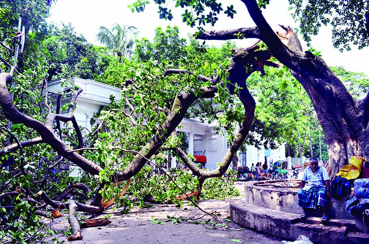 A branch of a big tree in front of the city's High Court Mazar Gate fell down on the road injuring two persons who are under treatment at Dhaka Medical College Hospital. The snap was taken on Monday.