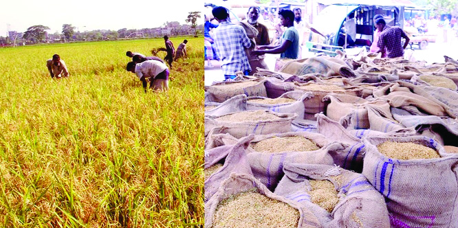 RANGPUR: Farmers passing busy time in Boro paddy harvest and procurement as they have produced an all-time record 21.66 lakh tonnes of clean Boro rice this season in Rangpur Agriculture Region.