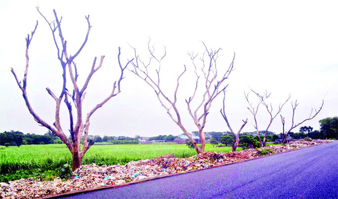 RAJSHAHI: Trees on Rajshahi City By-pass Road are dying as garbage have been burnt beside them. This snap was taken on Tuesday.