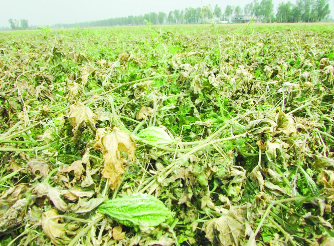 JOYPURHAT: Miscreants damaged a vegetable field at village Kushumpara causing huge loss to farmer Mokabbar Sikder recently .