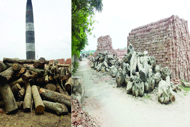 BANARIPARA (Barishal ) : Wood piled up for burning bricks at a brick field defying government ban at Banaripara in Barishal . This picture was taken yesterday.