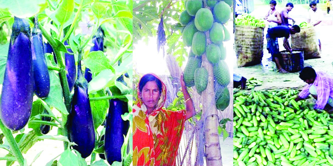 RANGPUR: Farmers expecting bumper production of summer vegetables in Rangpur Agriculture Region after exceeding the fixed farming target by 3 .95 percent during this Kharip-1 season.