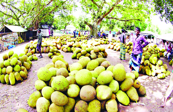 NARSINGDI: Jackfruits are kept at Kamarteck Bus Stand in Narsingdi for sale to Dhaka.