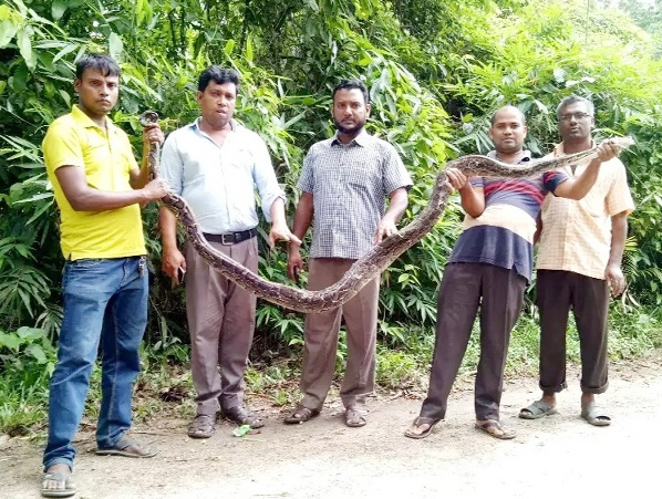 A oyster snake was found from Fasiyakhali area in Chakaria Upazila and it was released in Bangabandhu Sheikh Mujibur Rahman Safari Park yesterday.