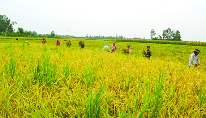 DINAJPUR: Both men and women labourers at Dinajpur passing busy time in Boro paddy harvest. This snap was taken on Saturday.