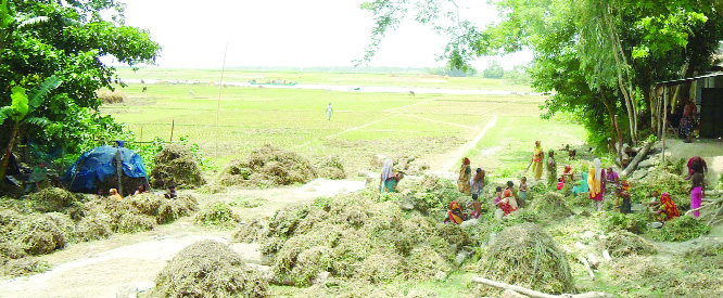 PABNA: Farmers at Padma Char area in Sujanagar working hard in ground nut harvest as the district has achieved bumper production of the product. This snap was taken on Sunday.