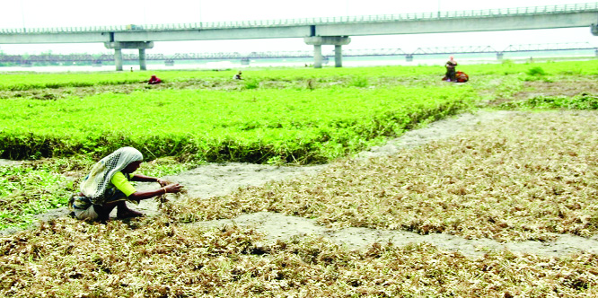 RANGPUR: Harvesting groundnut on char lands near the Teesta Road Bridge under Kawnia Upazila continues with excellent yield rate predicting a bumper production of the crop during this Kharip-1 season in Rangpur agriculture region.