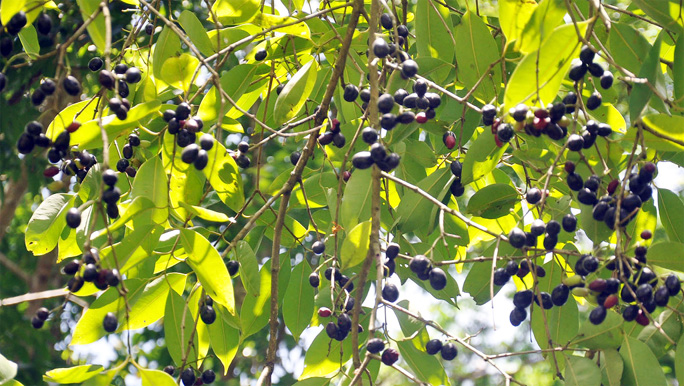 A black berry (jam) tree at Dakkhin Darmopur in Fatikchhari Upazila predicts bumper production of the summer fruit. This picture was taken on yesterday.