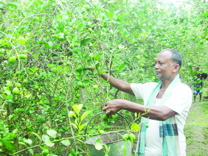 GOPALGANJ: A farmer harvesting lemon from his field at Shibgati under Maheshpur union in Kasiani upazila.