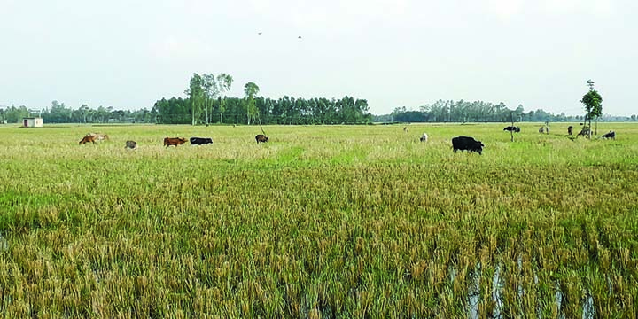 NAOGAON: A vast area of crop lands at Raninagar Upazila are using for cattle fields as farmers did not cultivate Aus Paddy this season due to huge loss in Irri- Boro season. This snap was taken on Monday. Photo: Banglar Chokh