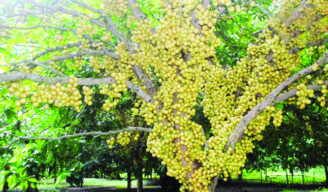 NARSINGDI: A loton garden at Shibpur Upazila predicts bumper production of this season.