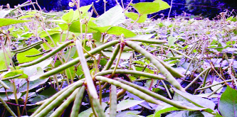 RANGPUR: The farmers have produced 4,585 tonnes of different verieties of pulses in all five districts in Rangpur Agriculture Region during he just-ended Rabi season.