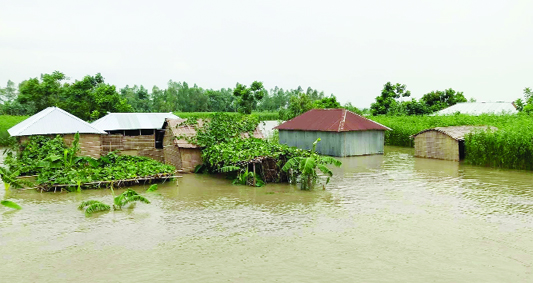 ULIPUR (Kurigram): Most of the villages at Ulipur Upazila have been flooded as water level rise in Brahmaputra River . This picture was taken from Saheber Alga Union yesterday.