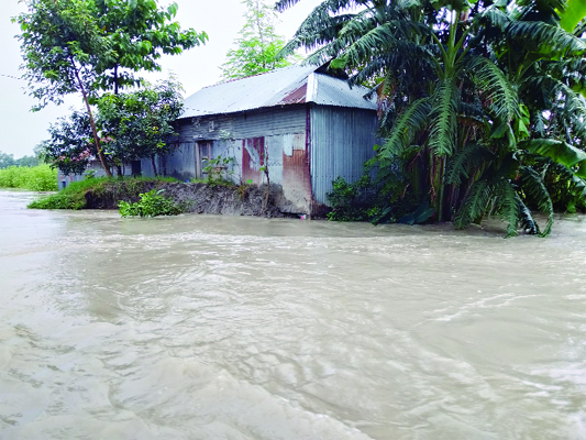 GAIBANDHA: Dwelling houses and crop lands were inundated at Barulia area in Gaibandha Sadar Upazila due to flood. This photo was taken on Sunday.
