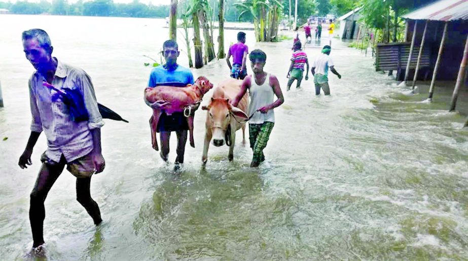 Flood-hit people of Islampur under Jamalpur district removing their cattles to safer places on Tuesday.
