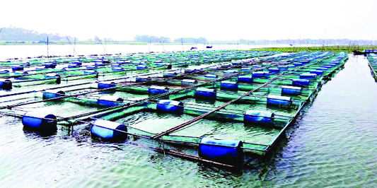 NARSINGDI: A view of fish farming in Narsingdi.