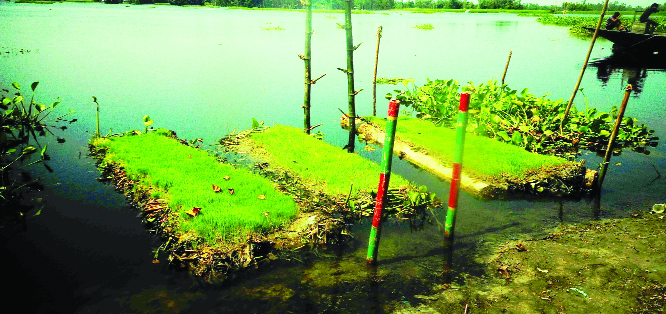 SUNDARGANJ (Gaibandha): Floating Aman seed beds have been made at Goyaler Ghat canal by farmers as seed beds were damaged earlier by flood. This snap was taken on Saturday.