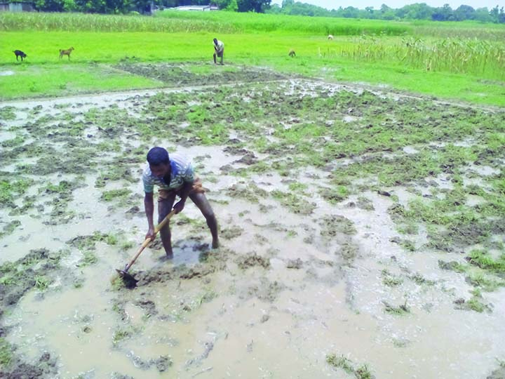 RAJSHAHI: Farmers are passing their busiest time in Aman Paddy Transplantation everywhere in the region. This snap was taken yesterday. BSS photo: