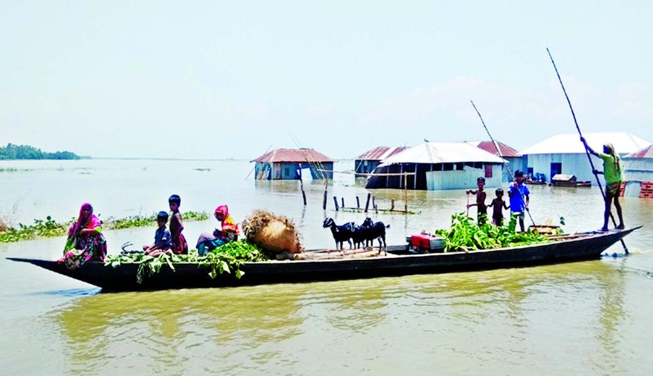 Family members including their cattleheads leaving the flood affected area to a safer place or relief camp as flood waters increasing fast and scores of new houses submerged. This photo was taken from Chouhali upazila in Sirajganj on Friday.