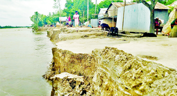 With flood waters start receding erosions in different points of Jamuna and Brahmaputra rivers take a serious turn devouring more areas of villages on riverbanks. Photo taken on Wednesday from Melandah shows affected people trying to protect their houses.