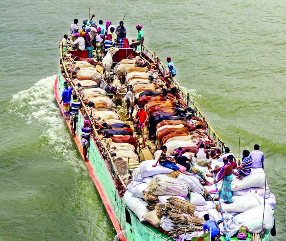 Traders are carrying sacrificial animals to the capital from different parts of the country ahead of Eid-ul-Azha by trawlers. The photo was taken from Postogola Bridge on Friday.