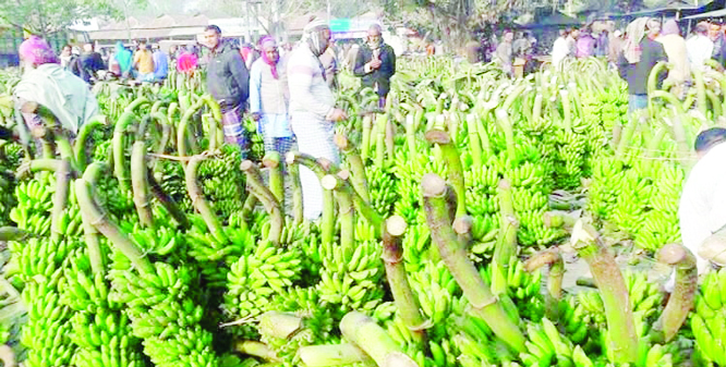 NARSINGDI: A view of a banana market at Hatirbazar in Monohardi Upazila .