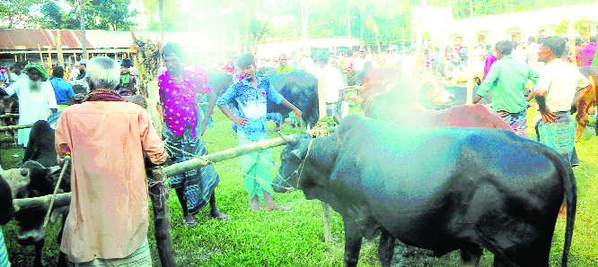 SUNDARGANJ (Gaibandha): Both buyers and traders passing busy time at Sundarganj cattle market as few days left for Eid -ul -Azha. This picture was taken from Mirganj Haat yesterday.