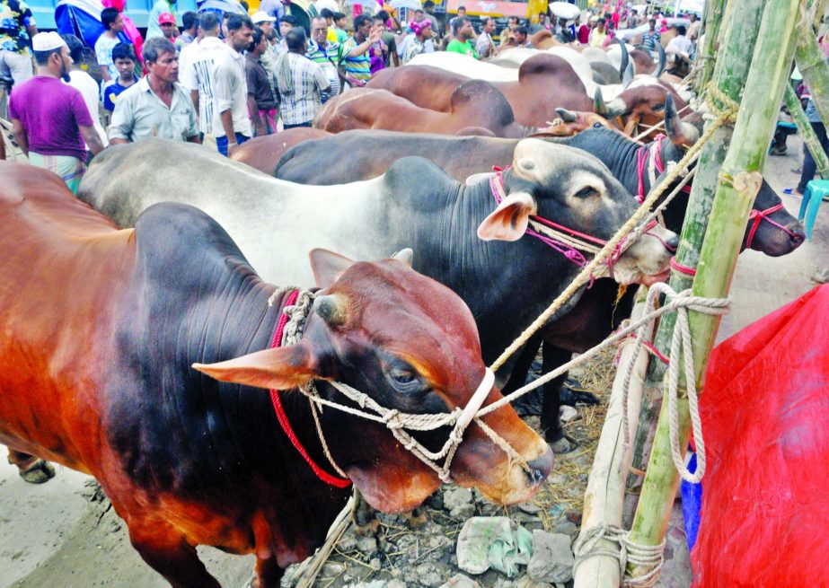 With the Eid-ul- Azha approaches near, sales of sacrificial animals start at different cattle markets in city on Wednesday. This photo was taken from Kamalapur makeshift cattle market.