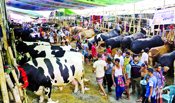 Gabtoli cattle market abuzz with adequate supply of sacrificial animals. This photo was taken from Gabtoli cattle market on Friday.