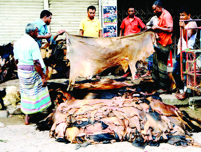 BOGURA: Frustrated traders taking care of rawhide of sacrificing animals at Badurtola in Bogura town on Tuesday.