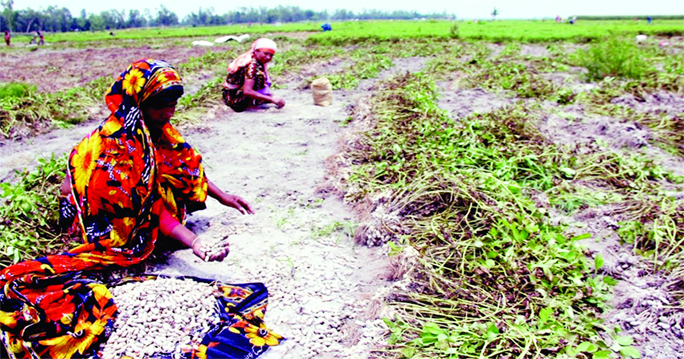 RANGPUR: Female farm labourers harvesting groundnut in Char Biswanath Village in Kawnia Upazila during just ended Kharip-1 season in Rangpur Agriculture region.