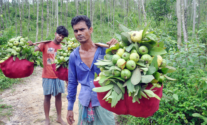 Traders passing busy time in guava trading from Kanchan Nagar in Port City. This snap was taken yesterday.